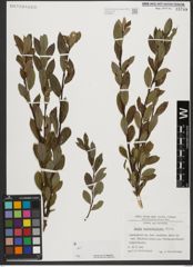 Foto von Salix waldsteiniana Willd.